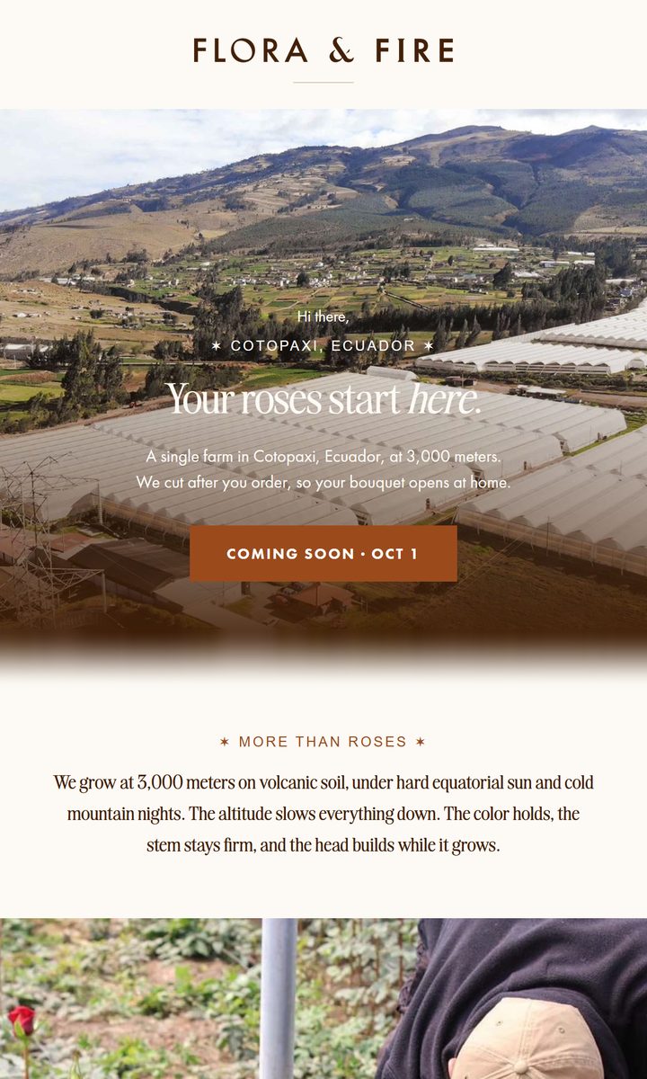 Flora & Fire launch campaign email: Your roses start here, over a photo of the farm in Cotopaxi, Ecuador